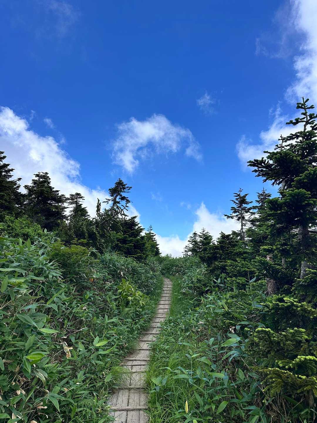祓川登山口-神楽ヶ峰 往復コースの写真