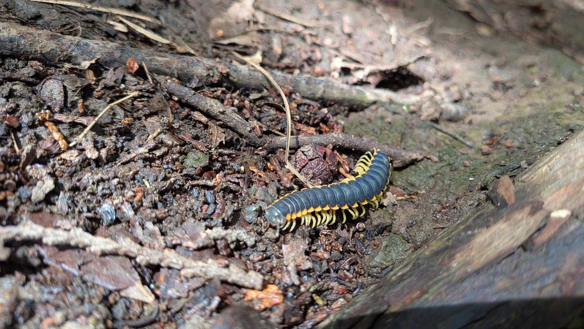 いろんな虫がお目覚め