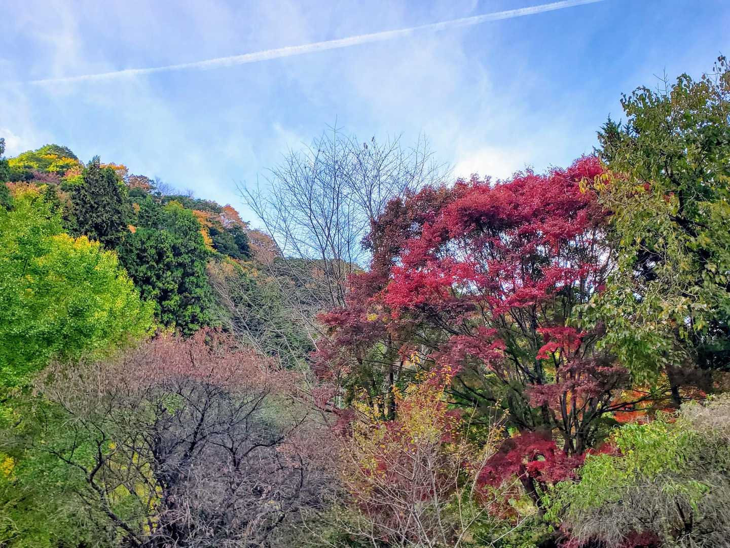 🍁