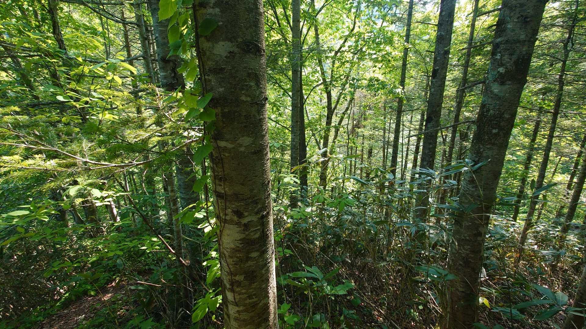 黒松内岳 往復コースの写真