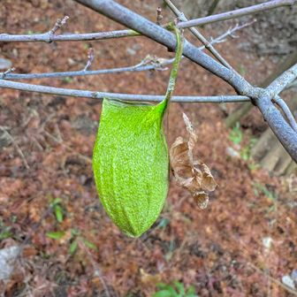推定ウスタビガの繭
そういえばこないだも成体を六甲で見たな