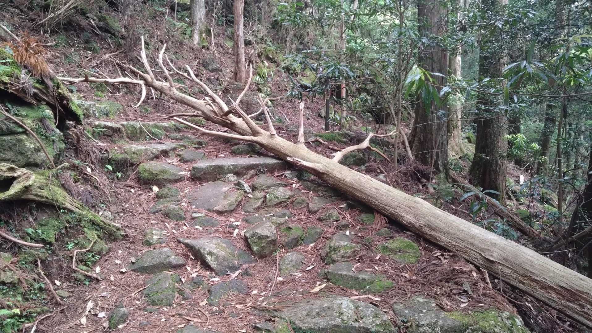 倒木