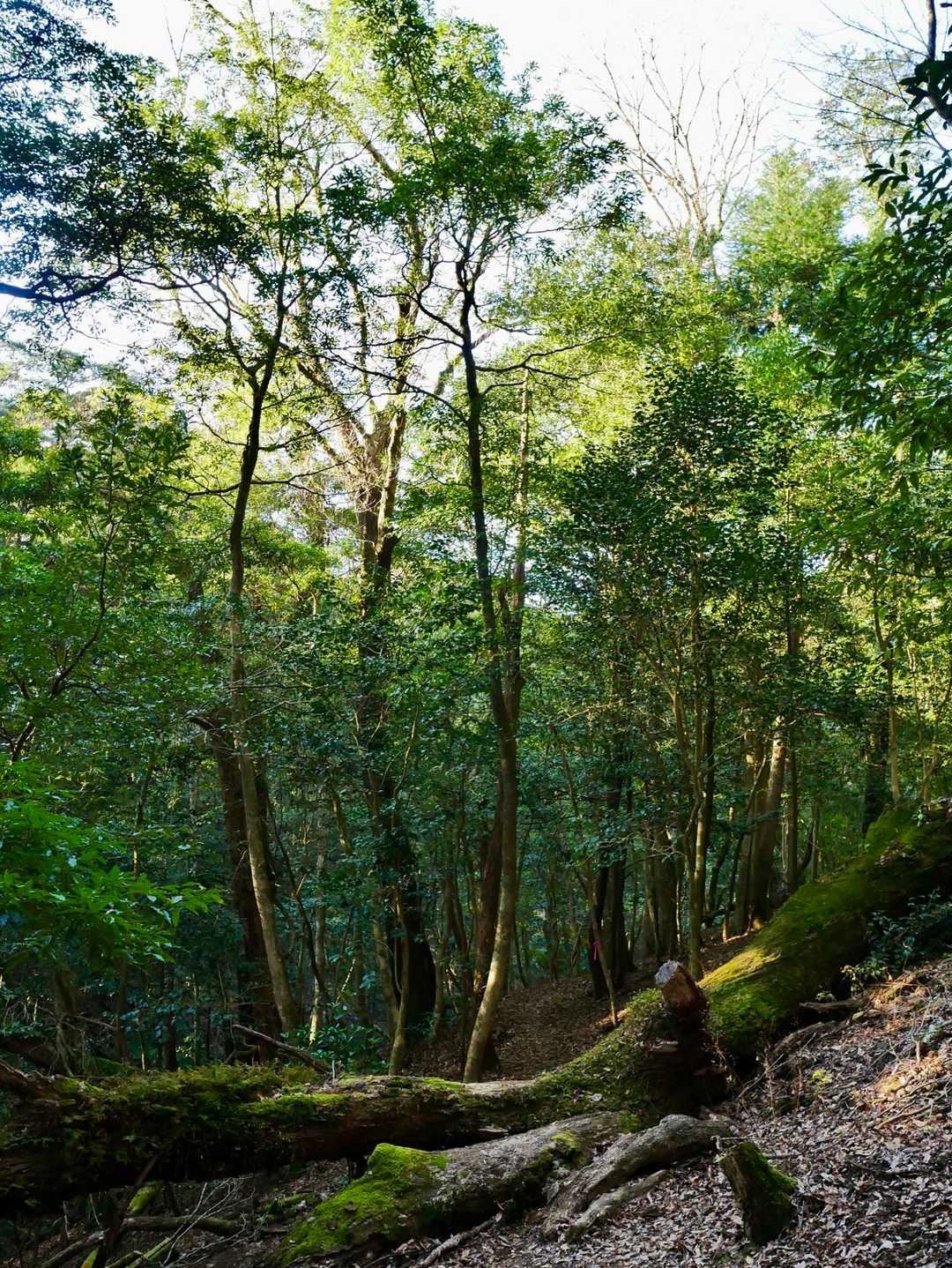 高千穂峰登山口-二子石 往復コースの写真