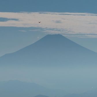左上の飛行物体は鳥ではなく、ブヨです。