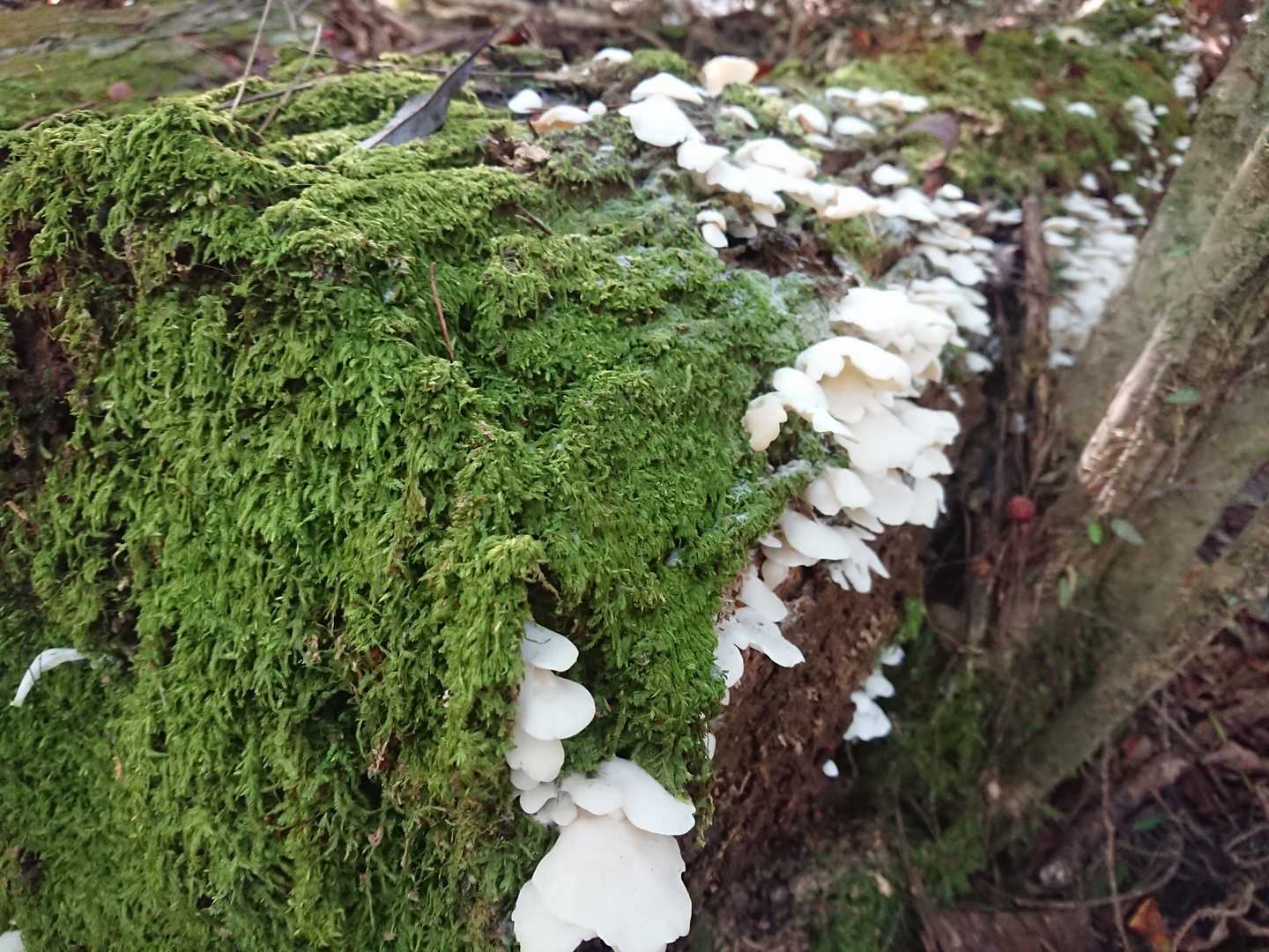 下山後は、
鳥甲山の麓にある、