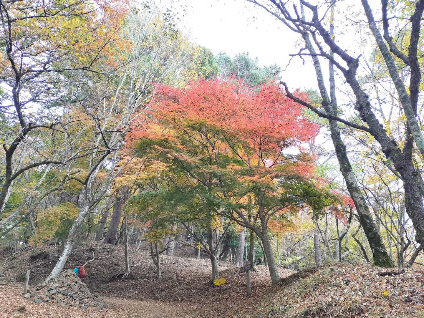 ここ好き