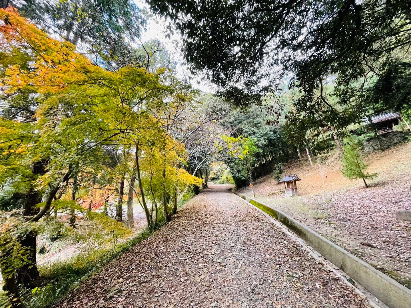 龍王山 往復コースの写真