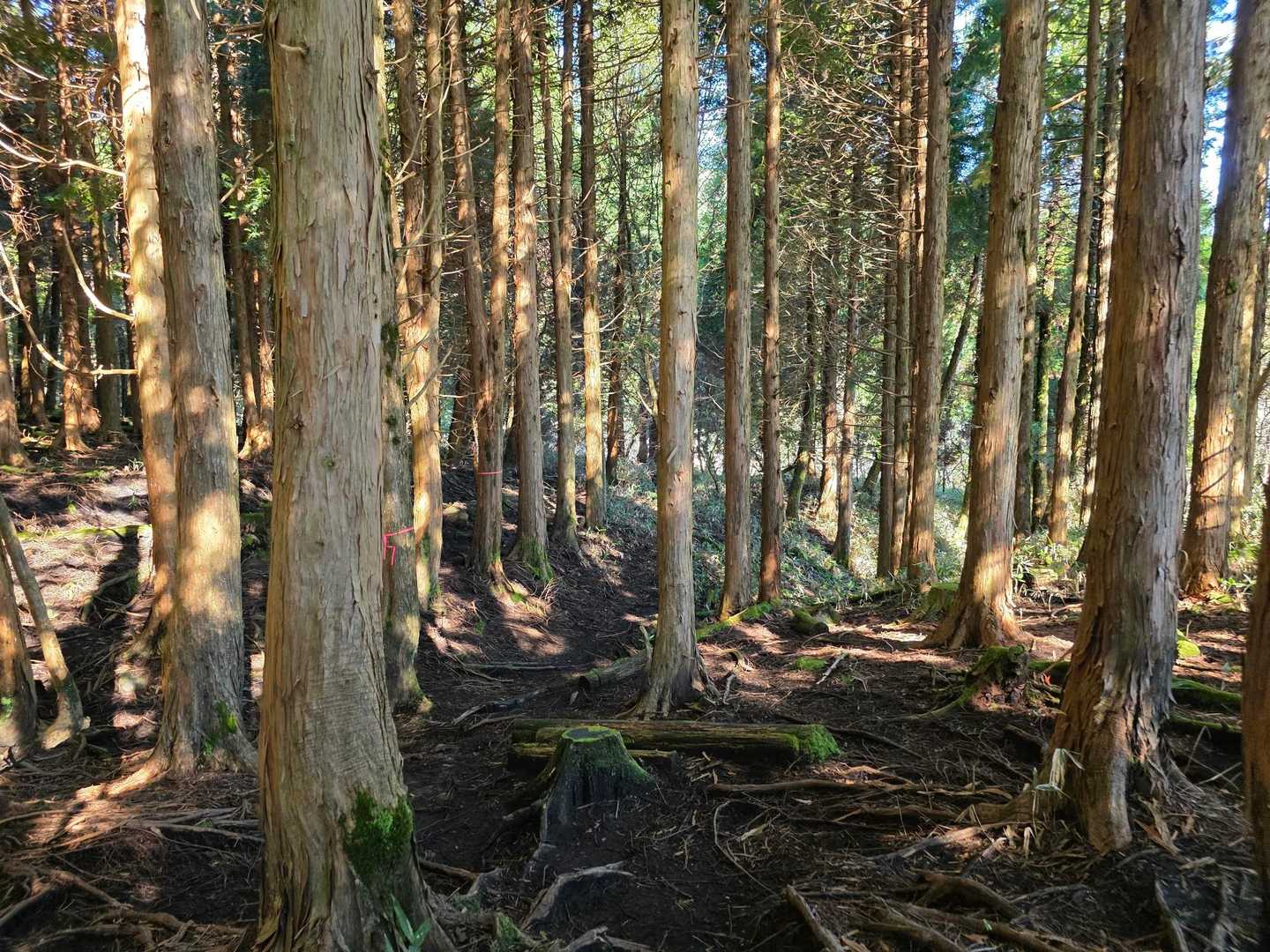 杉林を抜けると、