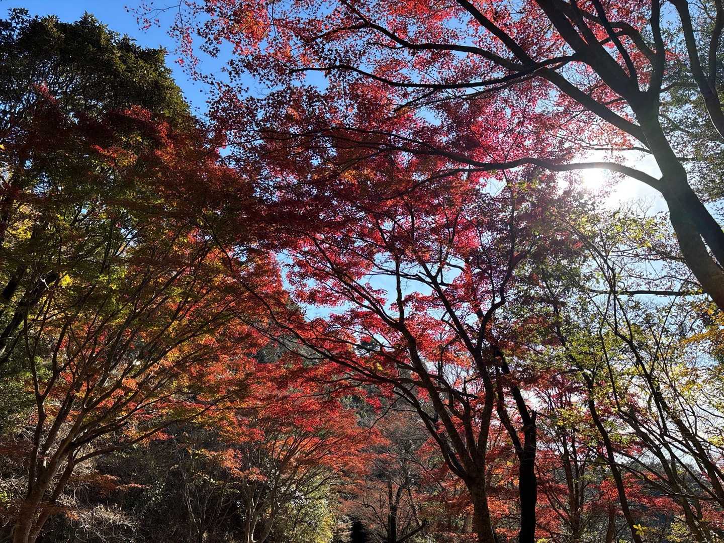 紅葉の名残り