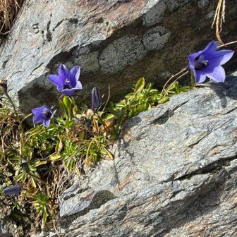 お花はたまーに咲いてるが
ほぼ枯れてる