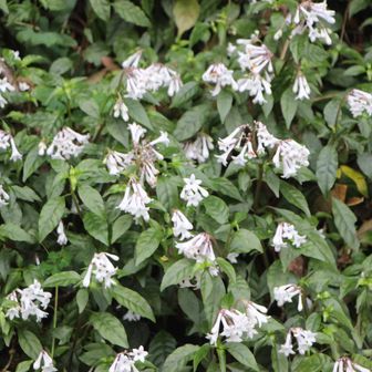 あちこちに群生