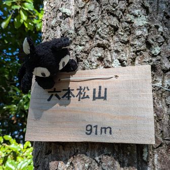 六本松山にゃん🐾