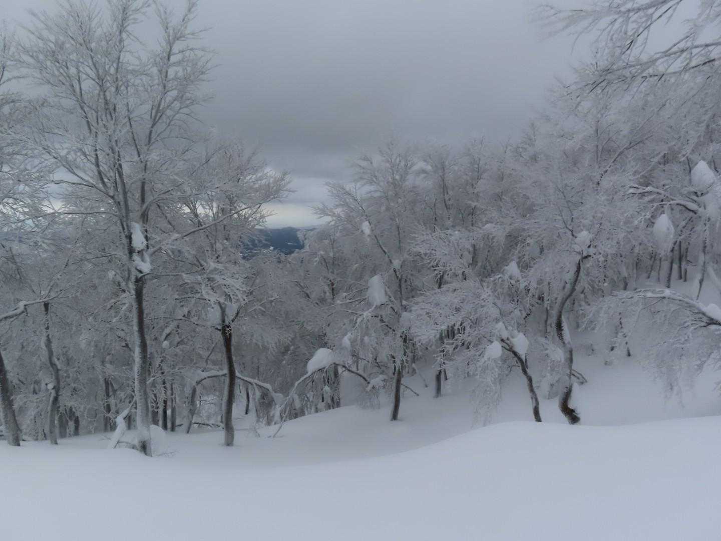 今日は雪＆強風🍃の予報ですが割と穏やかで助かりました😉