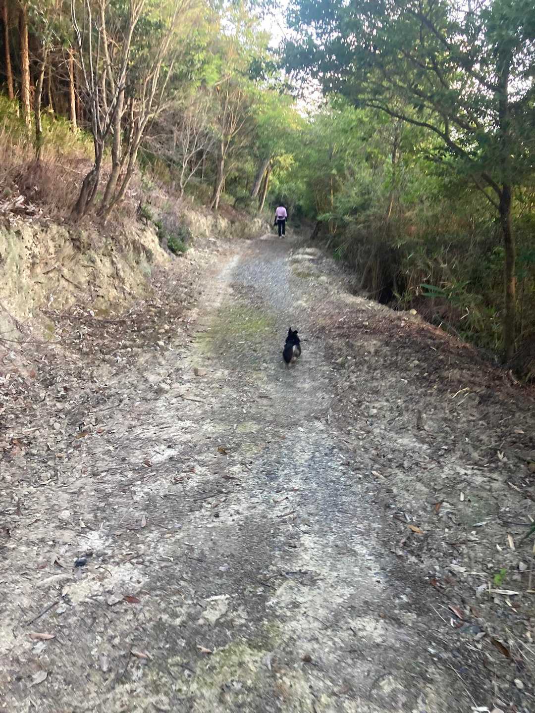 正木山 往復コースの写真