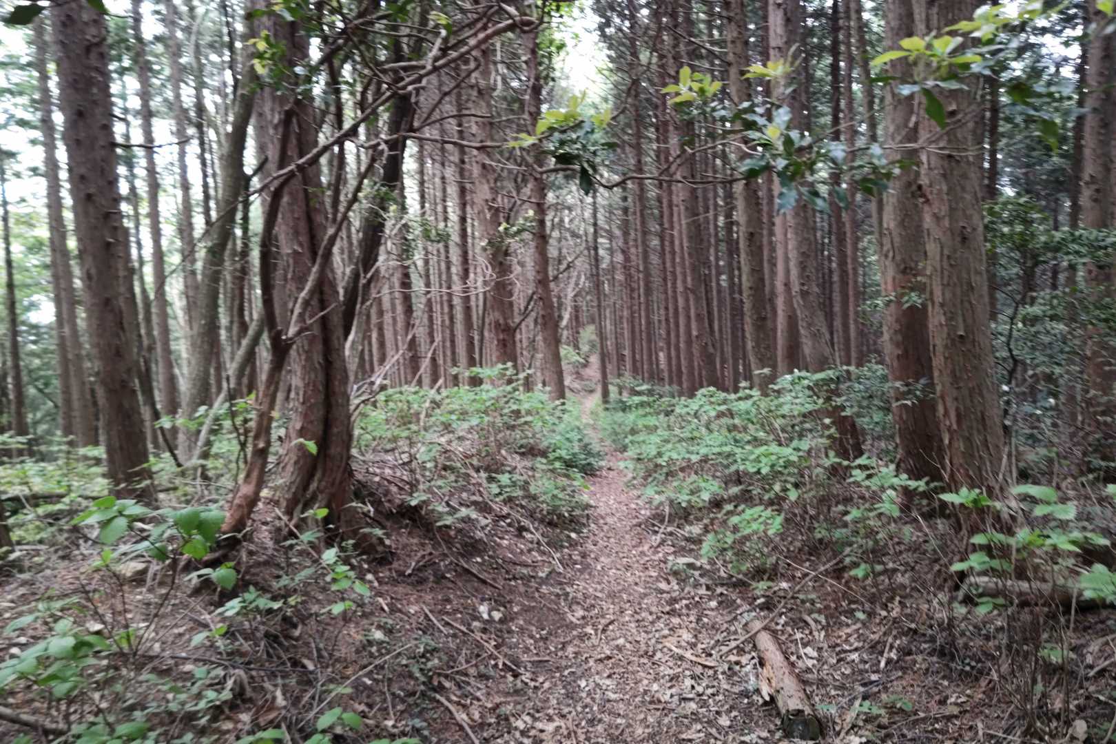 カンノ木山-鷹ノ巣山 縦走コースの写真