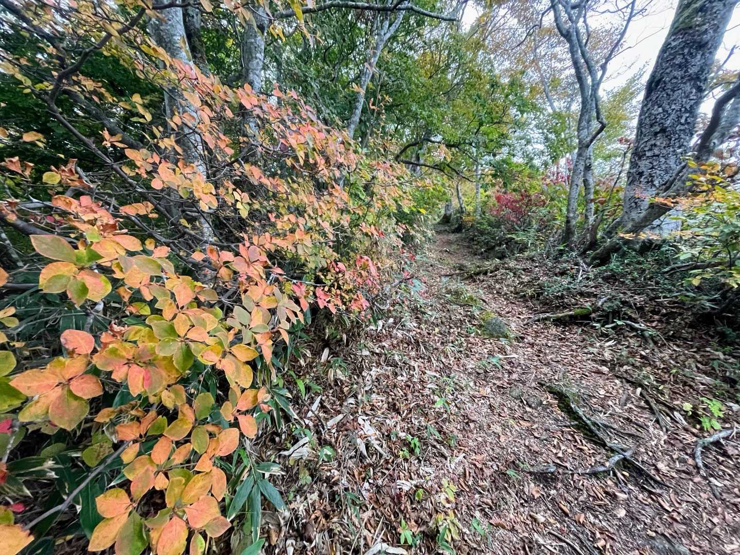 更に登って行きますが、木々が色づいているので、樹林帯の中でも飽きません🍂
