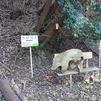 林道を登りきったところから 山道へ、 入り口にすごいイノシシ😆 以前来た時はなかったような