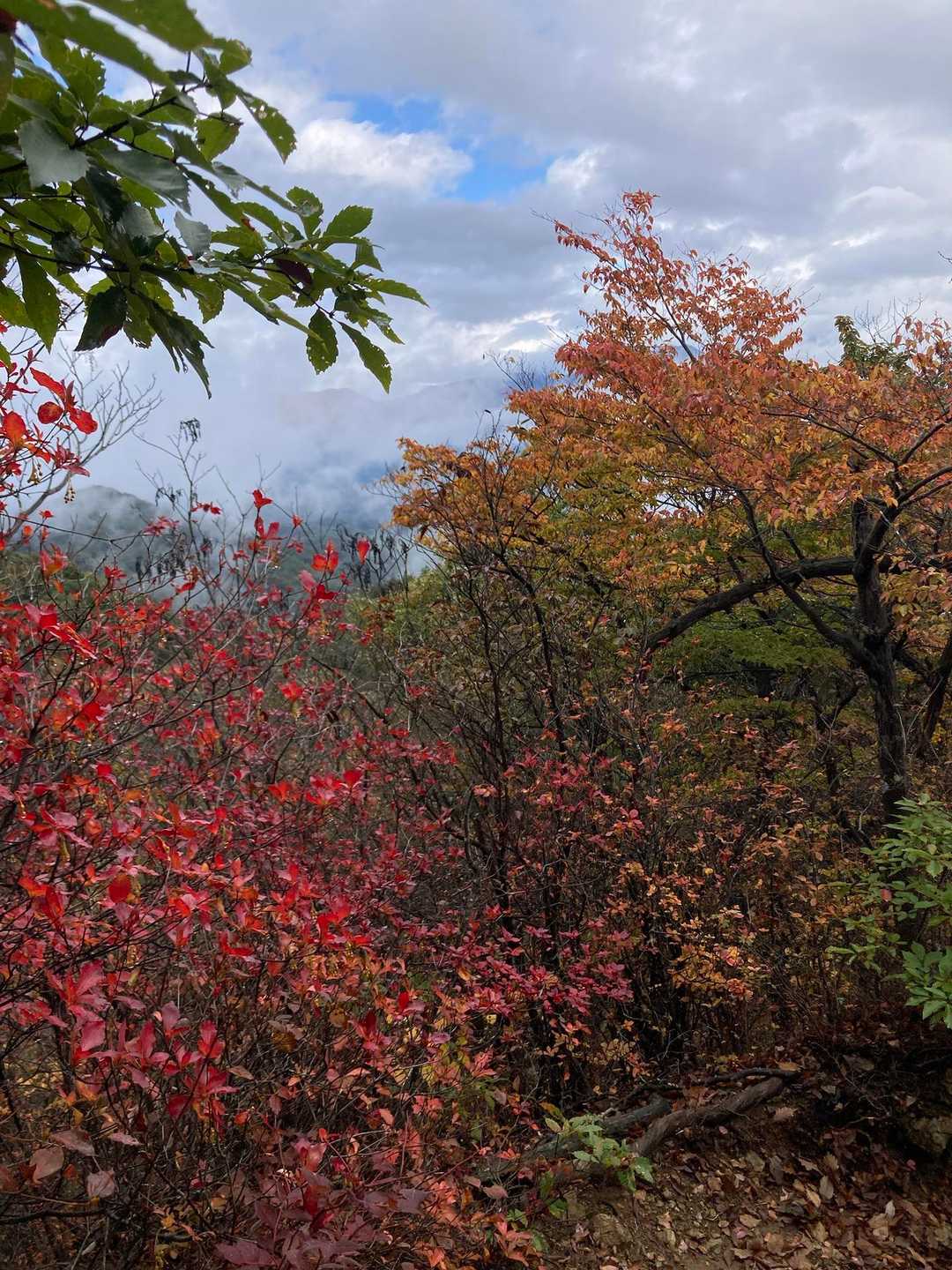 真っ赤だ🍁