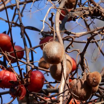 柿とキウイの成る木🤣