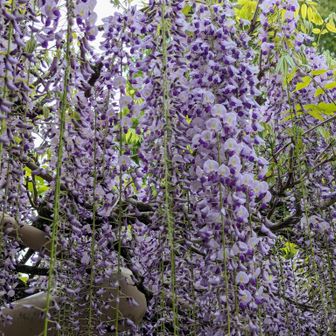 下山
武蔵寺の藤まつりは19日。
今日も多くの見物客がいらっしゃいました