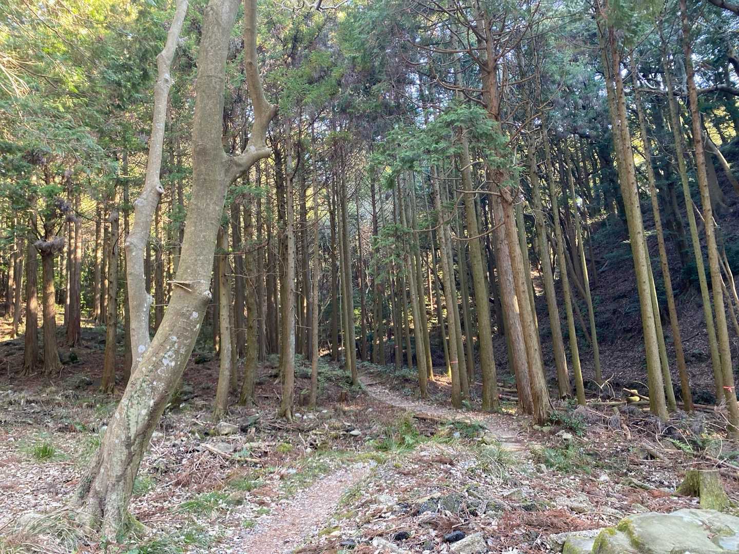 綺麗なお山