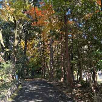 まだ紅葉してる