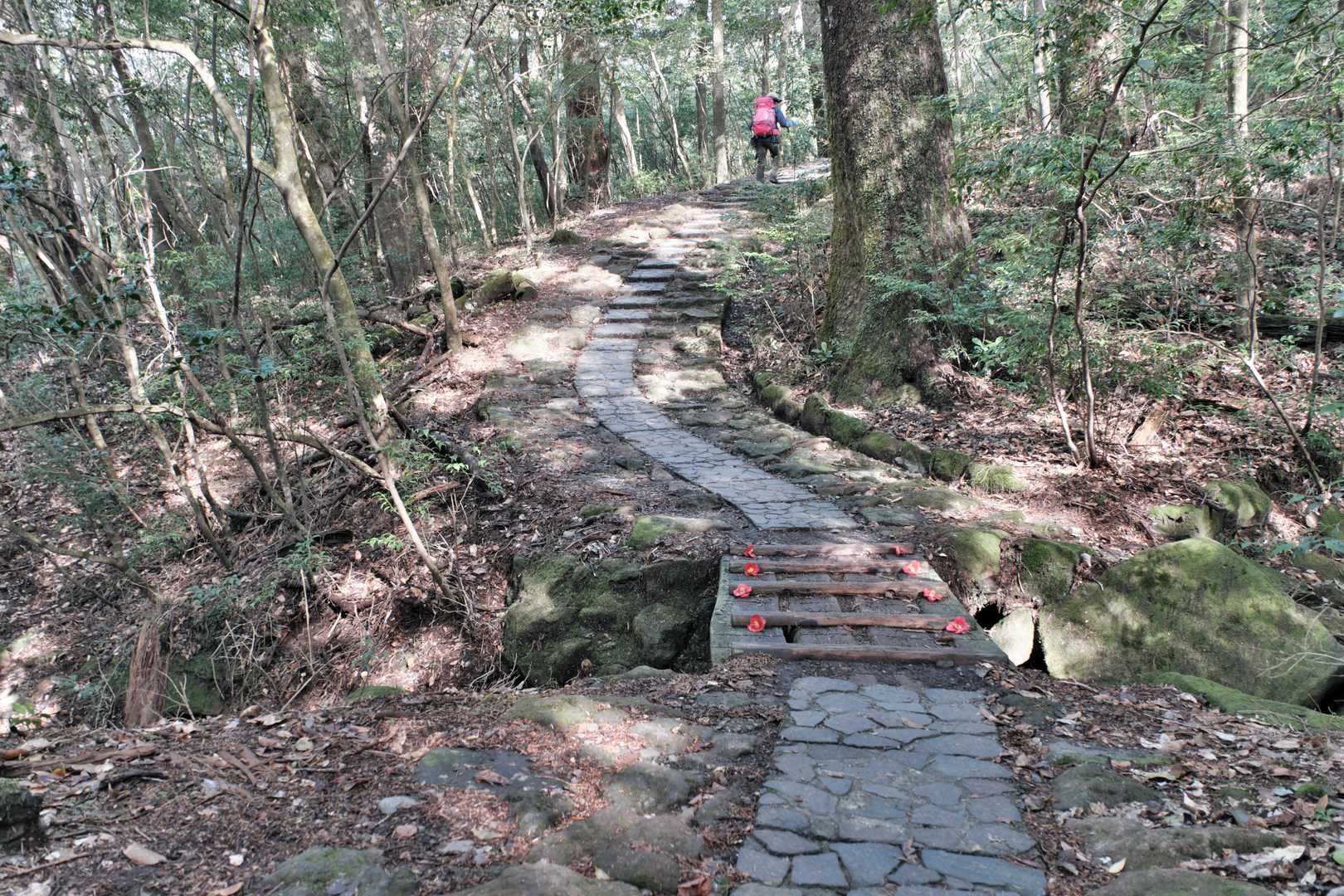 インスタで見かけた椿と橋
