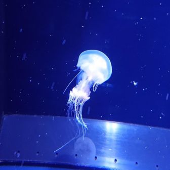 カラフルくらげ