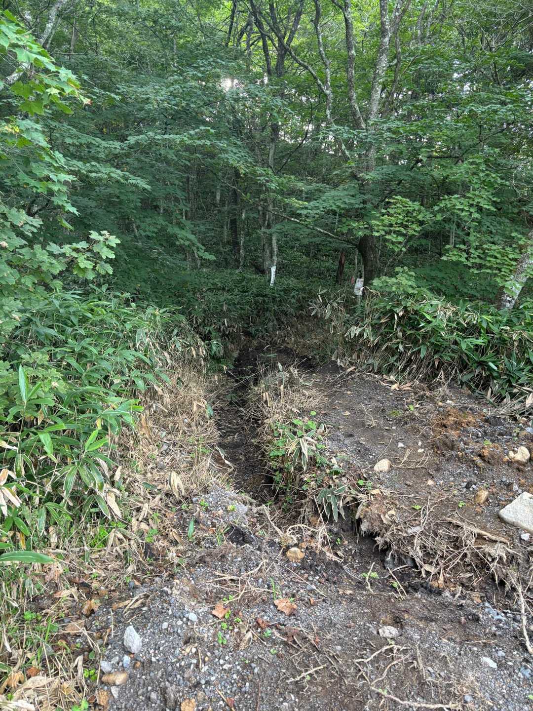 工事現場を抜けて登山口へ
うっそうとしてます
今日の第一号のためか蜘蛛の巣まみれ🕸️