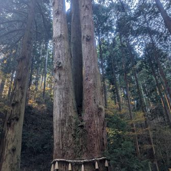 大っきいしっかりして素晴らしい巨木でした🌲