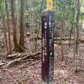 左が北山。

『上級者向け』とかいう問題ではないと思う 笑
ただの薮漕ぎ＆道なき蜘蛛の巣ルート😆