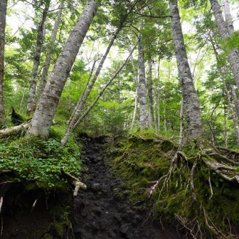須走の最初の樹林帯気持ちのいいルートだった