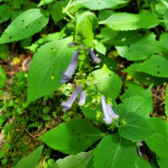 下りは紅葉茶屋からもみじ谷…、もといあざみ谷のルートは土砂崩れで通行止めだったため、半分は来た道を登り返さざるえなかった💦これがまたサイコーにキツかったょ。

写真はアキチョウジ？半分意識とんでなんか違う花の名前を教えてしまったな💦