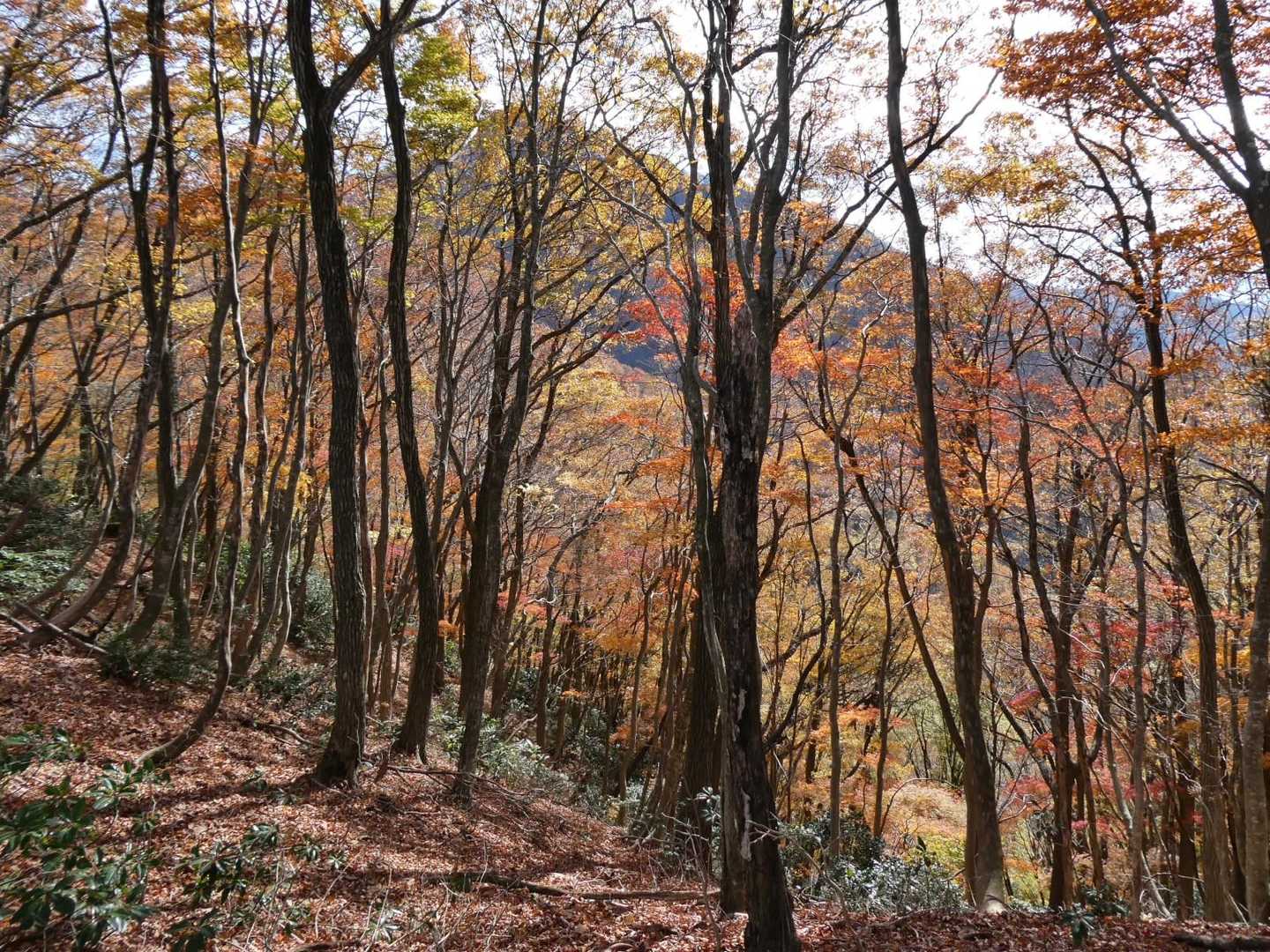ここの紅葉も綺麗😍