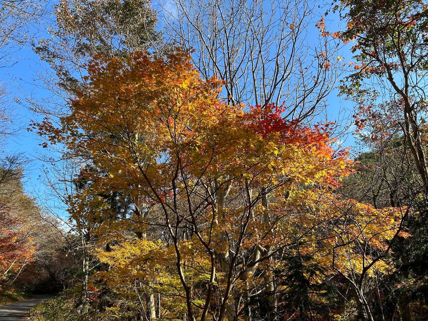 登山口まで少し車道を戻ります。紅葉🍁1号