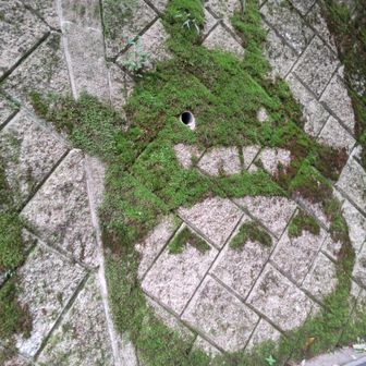 ✨金のカメレオン