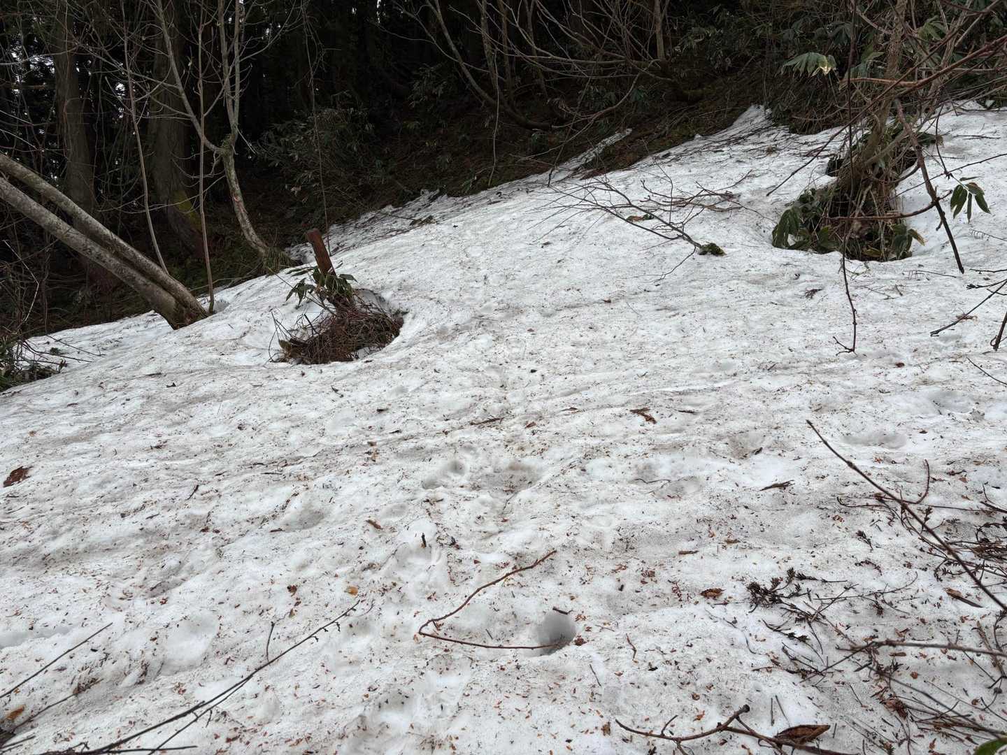 うわわｯ
   先行者さんの足跡辿る🐾