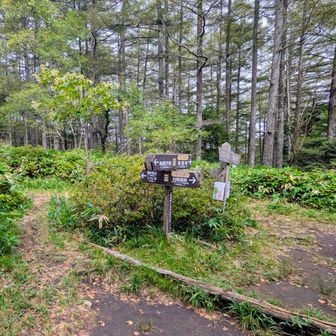 中分岐
地蔵峠への道がわかりにくかった😅