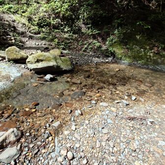 沢に戻り