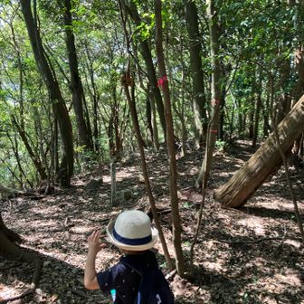 城山（横山） 200m ここを程々整備して貰えたら人気さらに、、 頂きです⛰️