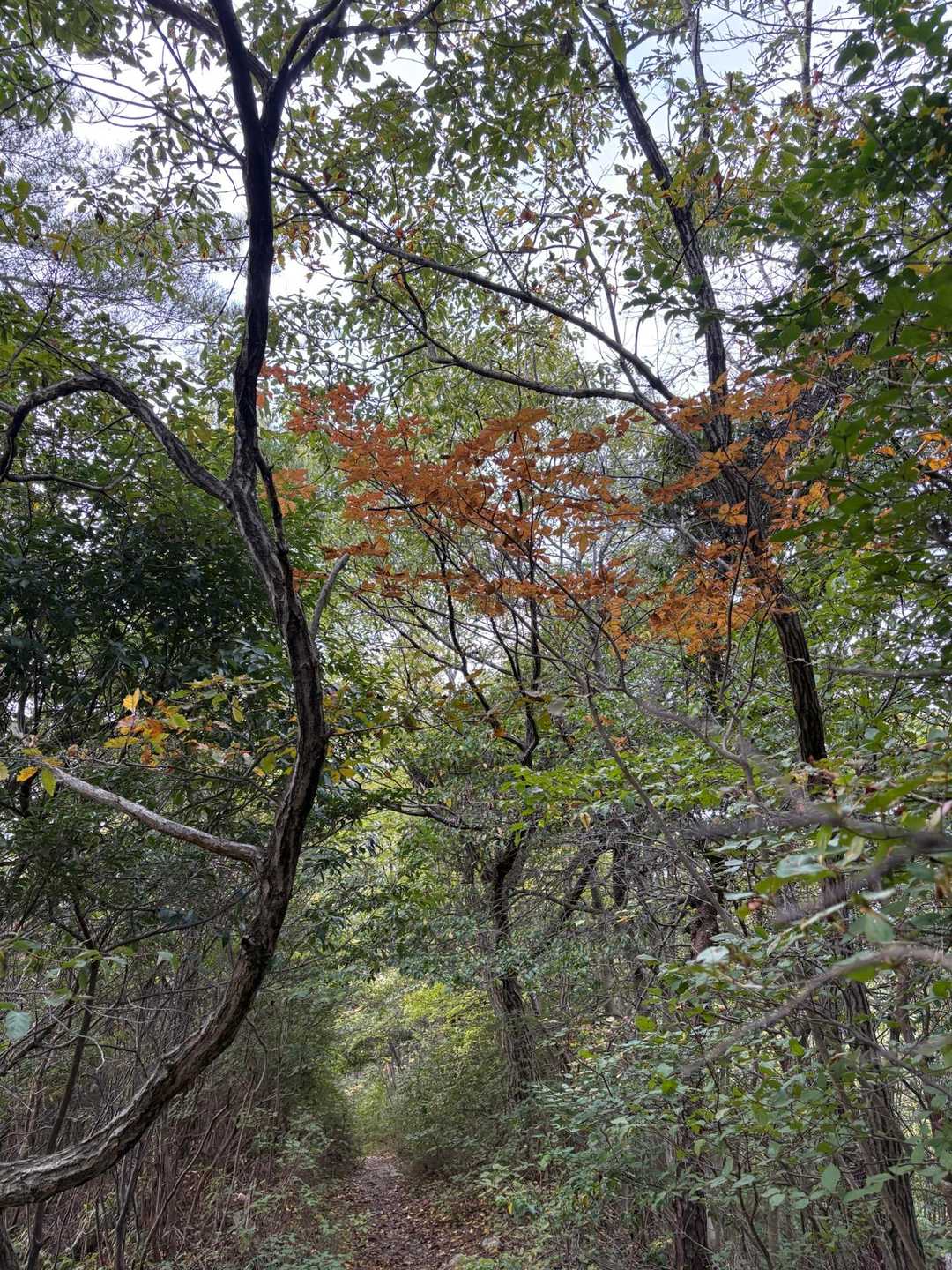 紅葉もまだ先やね
今日も良い汗🤗