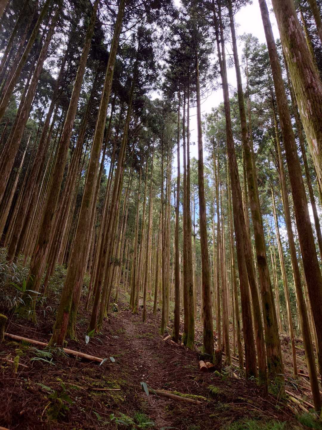 笹ヶ峰登山口-笹ヶ峰 周回コースの写真