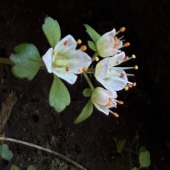 🟠も可愛いね😍

歩き出したらスミレの写真を撮られる方がいらして
高尾スミレって尋ねたら
このコースには咲かないと今日撮った高尾スミレの
写真を見せてくださいました😍
ハッキリと今日見てないとわかる
いっぱい写真撮ったので充電が危ない

登りは山頂ケーブル駅近くに🚶‍♀️
