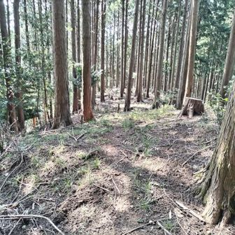 取り敢えず尾根に沿って真っ直ぐ