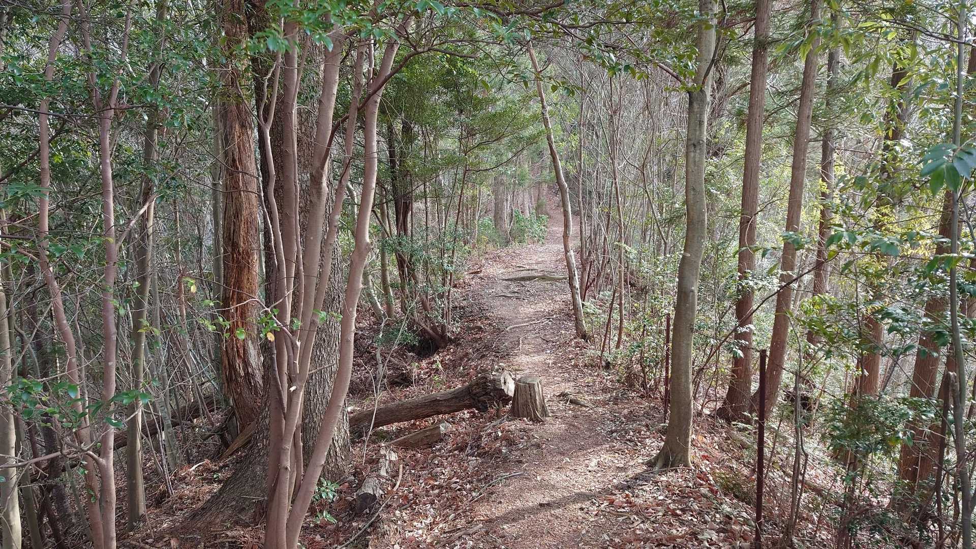 上河原バス停-金比羅山-鷹取山-小渕山-岩戸山 縦走コースの写真