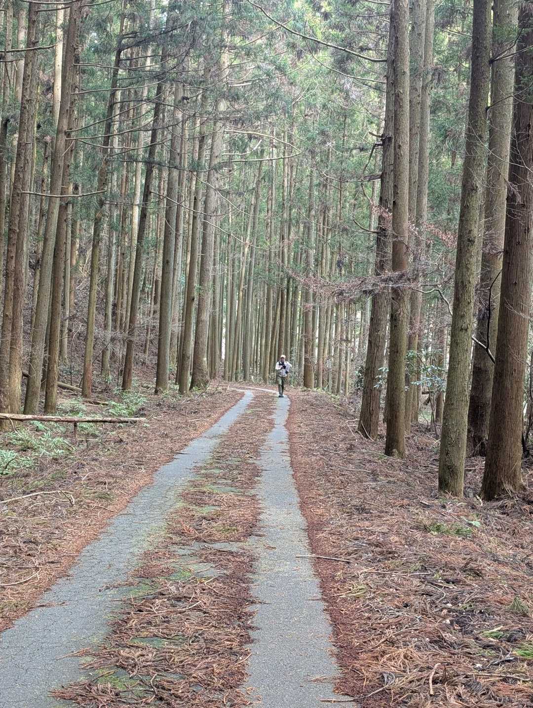 高束山 往復コースの写真