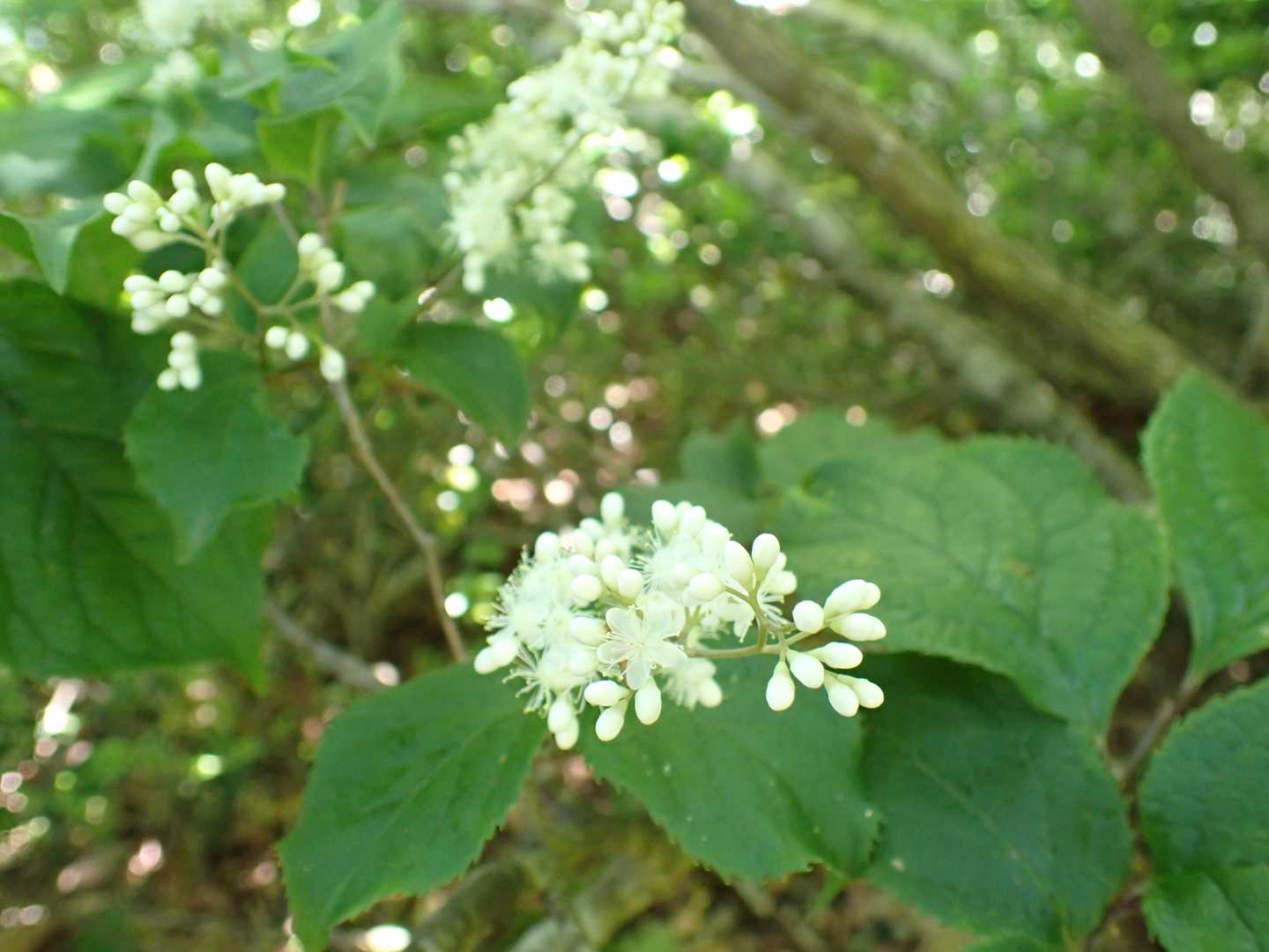 こじんまりした山頂には虫が多くて🪰😫
急いで折り返しー！
サワフタギたくさん咲いていました🌸