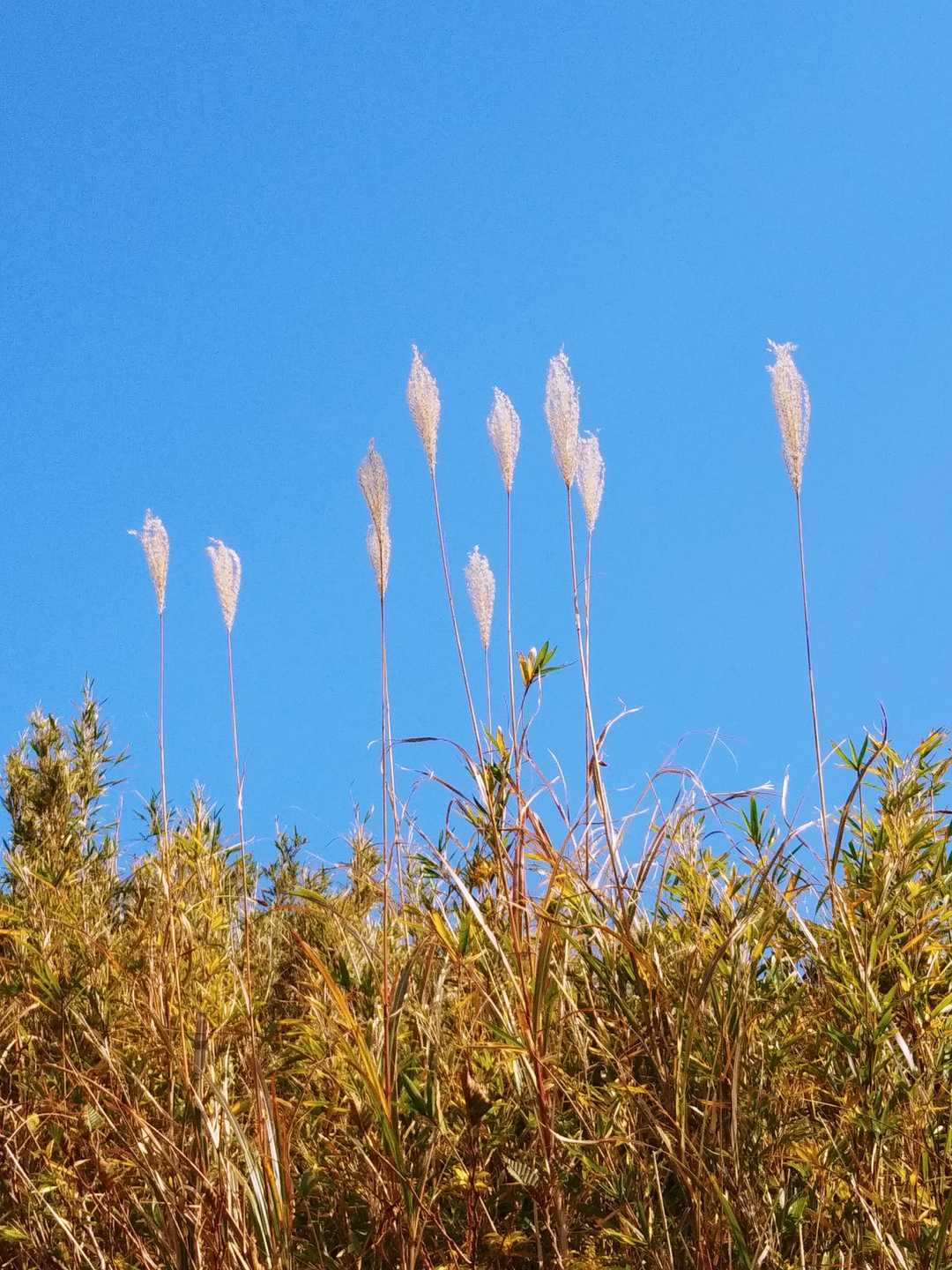 終わりかけのすすき🌾
