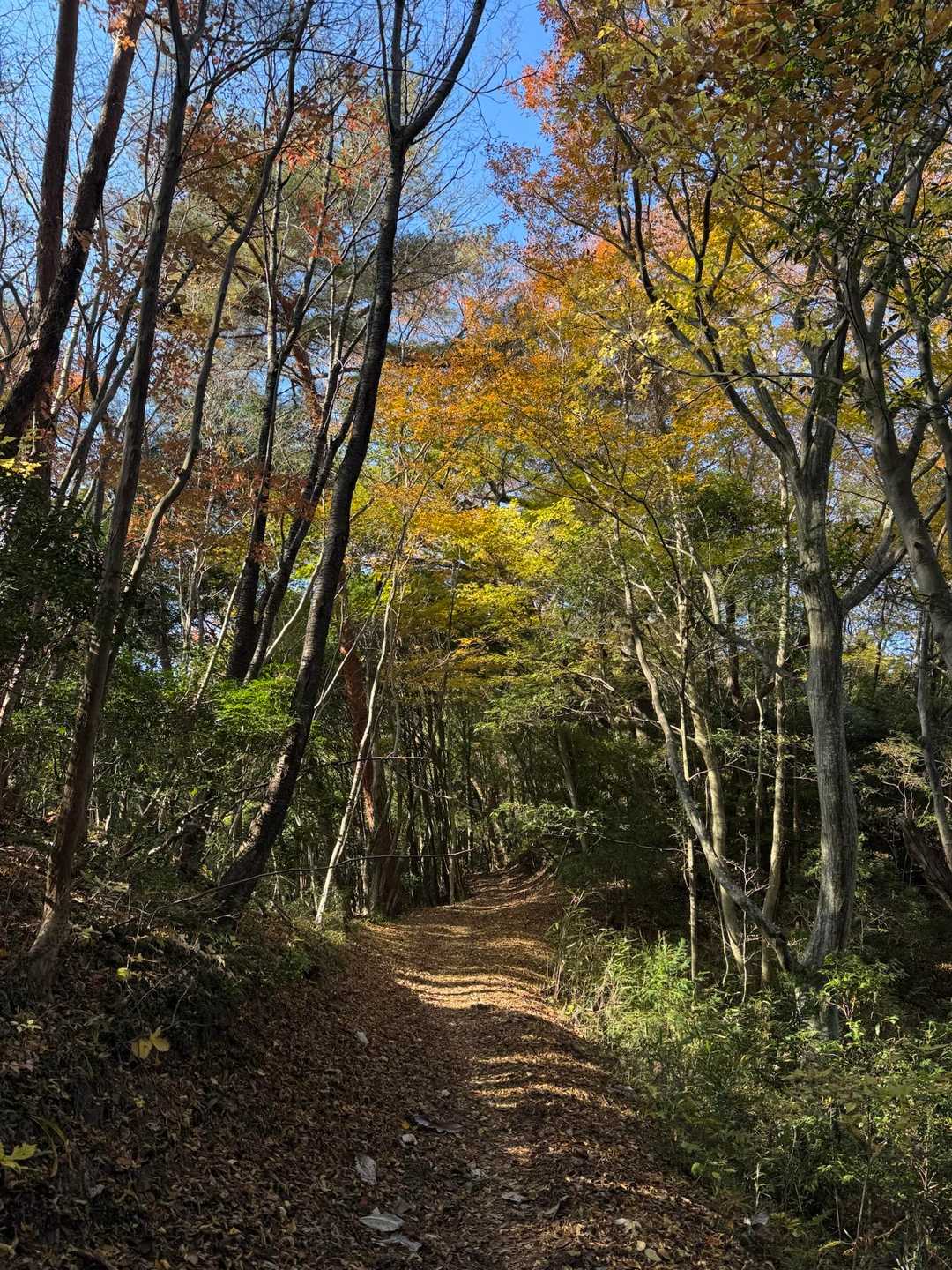 しばらく山道歩きます。