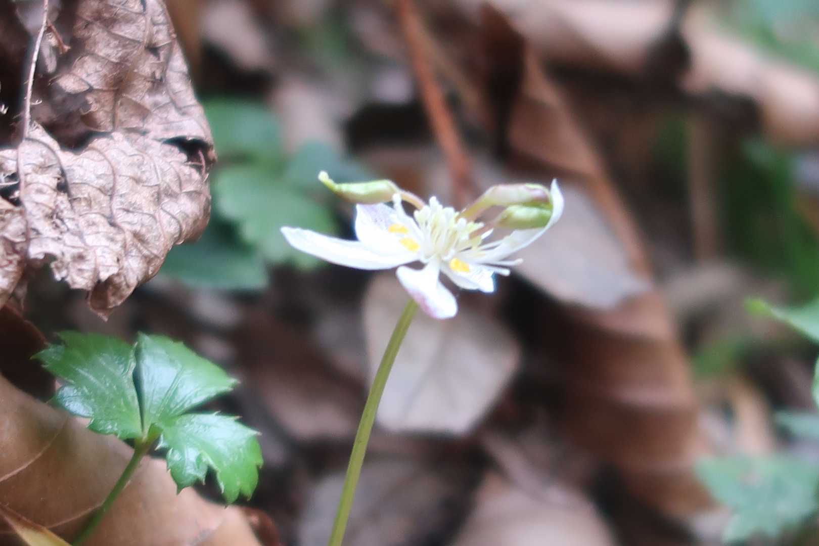 ミツバオウレンを２輪見つけました
葉っぱは沢山有ったので花の時期が楽しみです